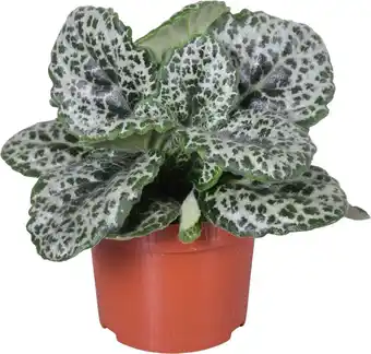 Intratuin Kaapse primula (streptocarpus 'pretty turtle') d 13 h 25 cm aanbieding