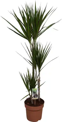Intratuin Drakenbloedboom (dracaena marginata) d 21 h 125 cm aanbieding