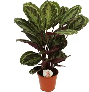 Intratuin Calathea (calathea 'medallion') d 19 h 75 cm aanbieding