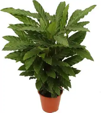 Intratuin Calathea (calathea rufibarba 'miroscha') d 19 h 75 cm aanbieding