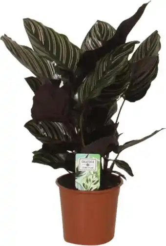 Intratuin Calathea (calathea sanderiana 'ornata') d 14 h 40 cm aanbieding