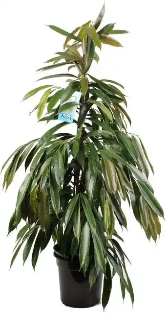 Intratuin Rubberboom (ficus binnendijkii 'amstel king') d 27 h 150 cm aanbieding