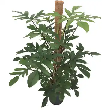 Intratuin Philodendron (philodendron pedatum) d 24 h 120 cm aanbieding