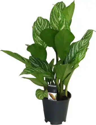 Intratuin Aglaonema (aglaonema 'stripes') d 17 h 60 cm aanbieding