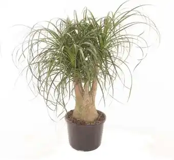 Intratuin Olifantenpoot (beaucarnea recurvata) d 27 h 70 cm aanbieding