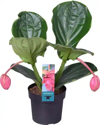 Intratuin Medinilla (medinilla magnifica 'flamenco') d 17 h 40 cm aanbieding