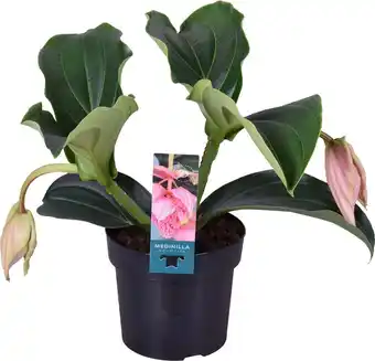 Intratuin Medinilla (medinilla magnifica 'pinatubo') d 17 h 40 cm aanbieding