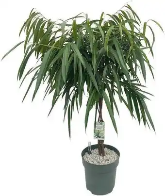 Intratuin Rubberboom op gevlochten stam (ficus binnendijkii 'alii') d 27 h 120 cm aanbieding