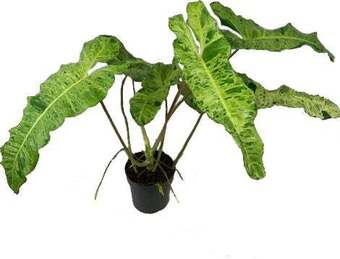 Intratuin Philodendron op mosstok (philodendron 'paraiso') d 19 h 90 cm aanbieding