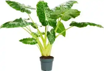 Intratuin Olifantsoor (alocasia 'lutea') d 24 h 110 cm aanbieding