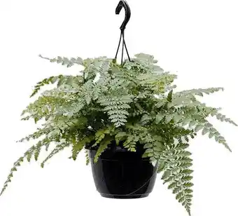 Intratuin Moedervaren in hangpot (asplenium parvati) d 17 h 30 cm aanbieding