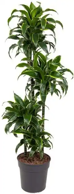 Intratuin Drakenbloedboom (dracaena fragrans 'dorado') d 27 h 140 cm aanbieding