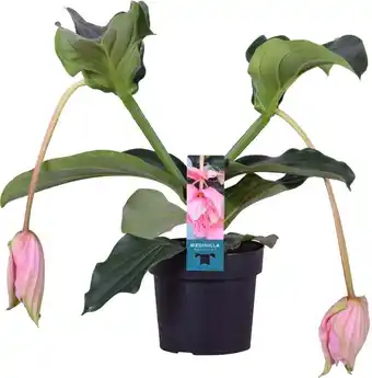 Intratuin Medinilla (medinilla magnifica) d 17 h 55 cm aanbieding