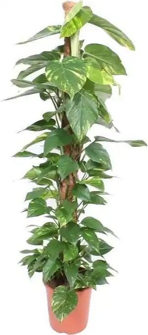 Intratuin Drakenklimop met mosstok (epipremnum pinnatum 'aureum') d 27 h 150 cm aanbieding