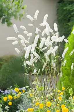 Intratuin Zilverkaars (actaea simplex white pearl) aanbieding