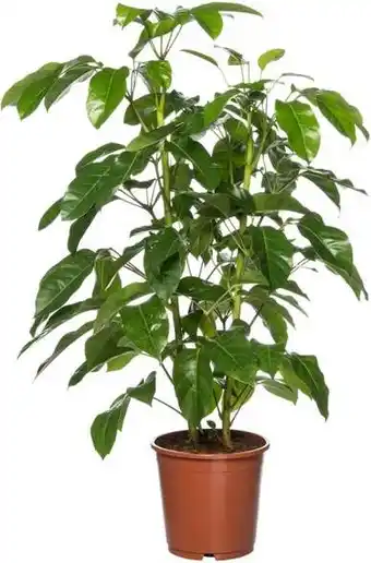 Intratuin Vingersboom (schefflera actinophylla 'amate') d 21 h 90 cm aanbieding