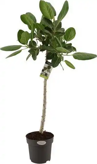 Intratuin Banyanvijg op stam (ficus benghalensis 'audrey') d 24 h 100 cm aanbieding