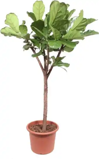 Intratuin Vioolbladplant (ficus lyrata 'lion') d 27 h 140 cm aanbieding