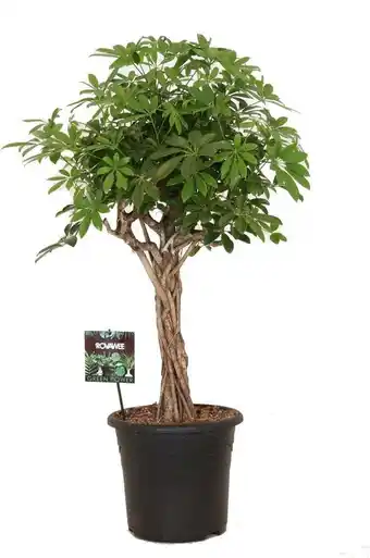 Intratuin Vingersboom op gevlochten stam (schefflera arboricola 'compacta') d 32 h 130 cm aanbieding