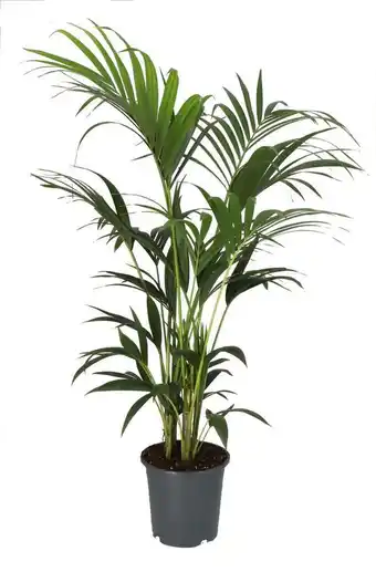 Intratuin Kentiaplant (howea forsteriana) d 22 h 150 cm aanbieding