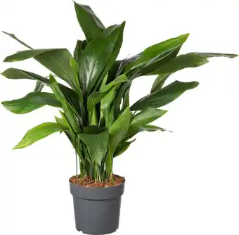 Intratuin Kwartjesplant (aspidistra elatior) d 22 h 60 cm aanbieding