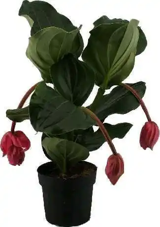 Intratuin Medinilla (medinilla magnifica 'flamengo') d 17 h 50 cm aanbieding