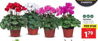 Lidl Cyclamen aanbieding