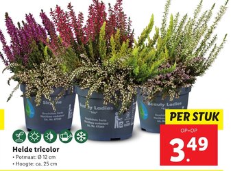 Lidl Heide tricolor aanbieding