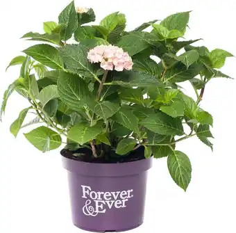 Intratuin Hortensia (hydrangea macrophylla 'forever & ever') roze d 23 h 30 cm aanbieding