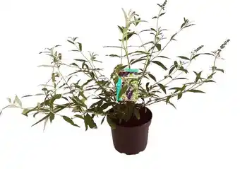 Intratuin Vlinderstruik (buddleja davidii 'black knight') d 24 h 40 cm aanbieding
