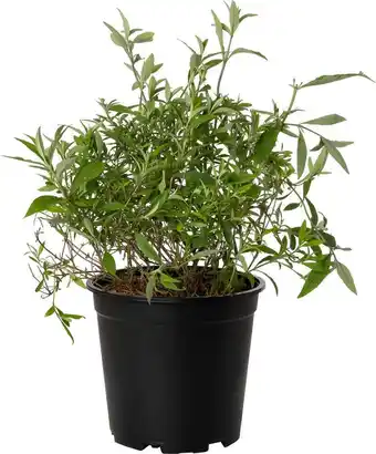 Intratuin Vlinderstruik (buddleja davidii 'nanho blue') d 24 h 40 cm aanbieding