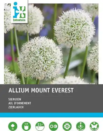 Intratuin Intratuin bloembollen sierui (allium 'mount everest')  3 stuks aanbieding