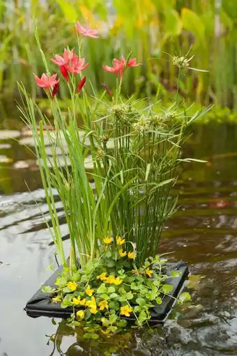 Intratuin Mixmand met drijfring (achillea ptarmica) aanbieding