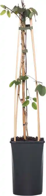 Intratuin Schijnaugurk (akebia quinata) d 16 h 75 cm aanbieding