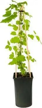 Intratuin Bosrank (clematis 'paul farges') d 16 h 90 cm aanbieding