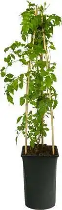 Intratuin Trompetbloem (campsis radicans 'flava') d 16 h 75 cm aanbieding