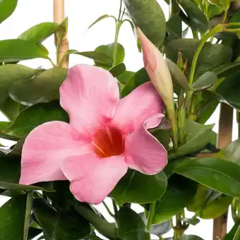 Intratuin Mandevilla piramide (dipladenia 'pink') d 17 h 70 cm aanbieding
