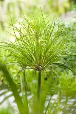 Intratuin Papyrus plant (cyperus percamenthus) d 18 h 30 cm aanbieding