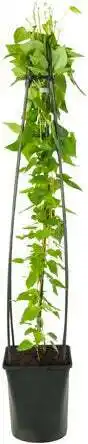 Intratuin Bosrank (clematis 'madame le coultre') d 23 h 117 cm aanbieding