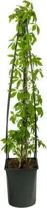 Intratuin Wilde wingerd (parthenocissus 'engelmannii') d 23 h 117 cm aanbieding