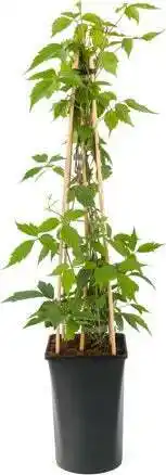 Intratuin Bosrank (clematis montana 'rubens') d 23 h 117 cm aanbieding