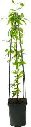 Intratuin Bosrank (clematis 'hagley hybrid') d 23 h 117 cm aanbieding