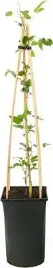 Intratuin Bosrank (clematis 'princess kate') d 16 h 75 cm aanbieding