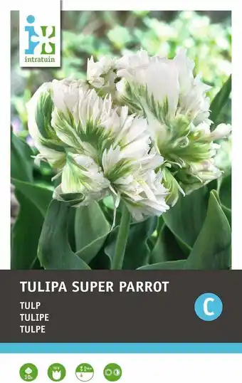 Intratuin Intratuin bloembollen tulp (tulipa 'super parrot') 10 stuks aanbieding