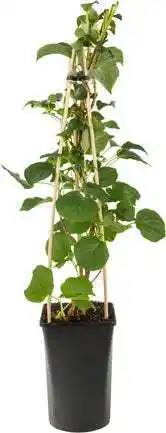 Intratuin Klimhortensia (hydrangea anomala 'petiolaris') d 16 h 75 cm aanbieding