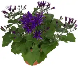 Intratuin Kruiskruid (senecio 'senetti deep') d 15 h 38 cm aanbieding