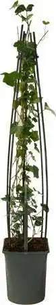 Intratuin Klimop (hedera hibernica) d 23 h 117 cm aanbieding