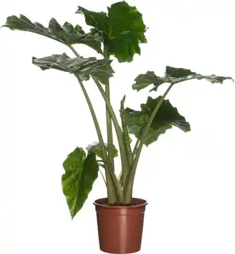 Intratuin Olifantsoor (alocasia 'portodora') d 21 h 80 cm aanbieding