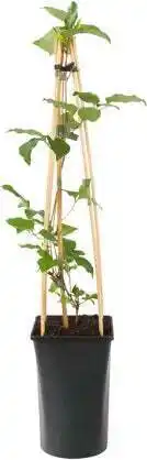 Intratuin Bosrank (clematis 'miss bateman') d 16 h 75 cm aanbieding