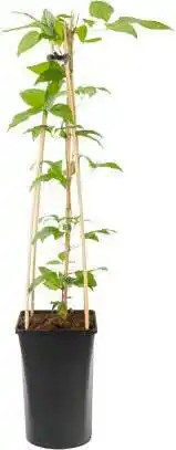 Intratuin Bosrank (clematis 'hagley hybrid') d 16 h 90 cm aanbieding